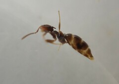 Brachymyrmex patagonicus
