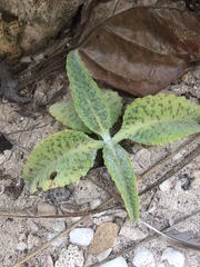 Kalanchoe gastonis-bonnieri