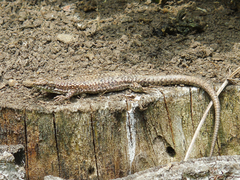 Podarcis muralis