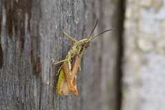 Chorthippus apricarius