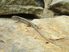 Podarcis muralis