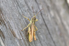 Chorthippus apricarius