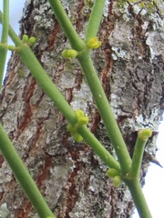 Viscum verrucosum