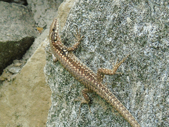 Podarcis muralis