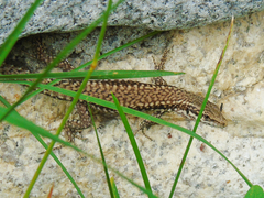Podarcis muralis