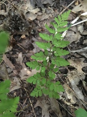 Cystopteris protrusa