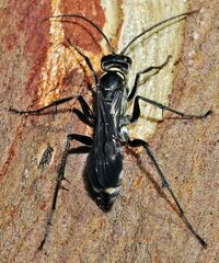 Cryptocheilus hispanicus