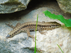Podarcis muralis