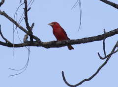 Piranga rubra image