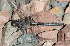 Leucorrhinia proxima