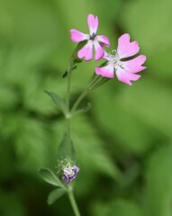 Silene dioica