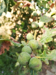 Andricus conglomeratus