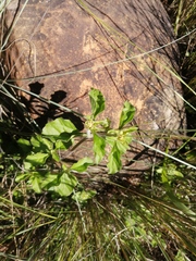 Acanthospermum australe