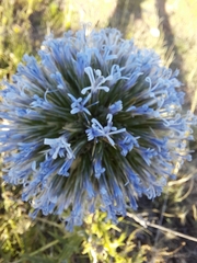 Echinops orientalis