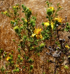 Deinandra minthornii