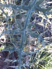 Echinops orientalis
