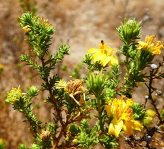 Deinandra minthornii