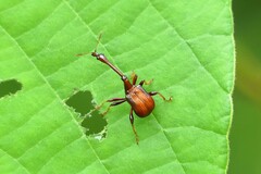 Paracycnotrachelus