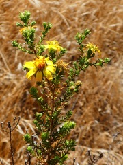 Deinandra minthornii