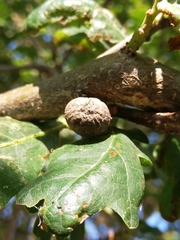 Andricus conglomeratus