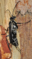 Cryptocheilus hispanicus