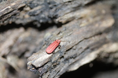 Lopheros rubens
