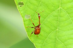 Paracycnotrachelus