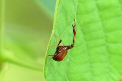 Paracycnotrachelus