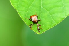 Paracycnotrachelus