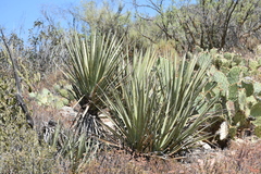 Yucca schidigera