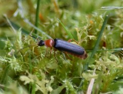 Cantharis nigra