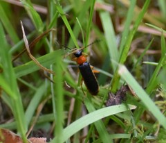 Cantharis nigra