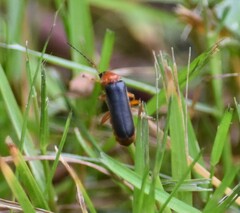 Cantharis nigra