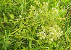 Ostericum palustre