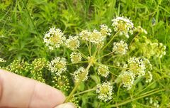 Ostericum palustre