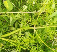 Ostericum palustre