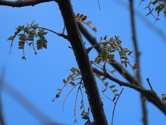 Albizia forbesii