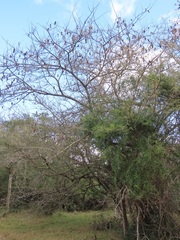 Albizia forbesii