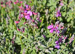Indigofera sp-aff-platypoda