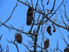 Albizia forbesii