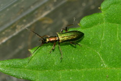 Chrysanthia geniculata