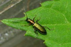 Chrysanthia geniculata