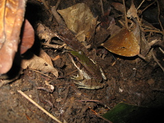 Lithobates palmipes