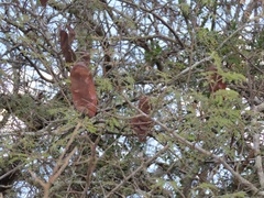 Albizia forbesii