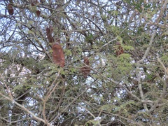 Albizia forbesii