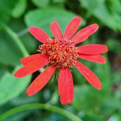 Pseudogynoxys benthamii