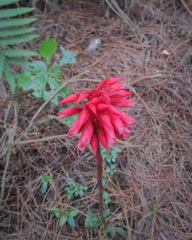 Stenorrhynchos albidomaculatum