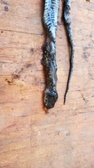 Coluber constrictor mormon