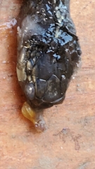 Coluber constrictor mormon