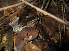 Lithobates palmipes